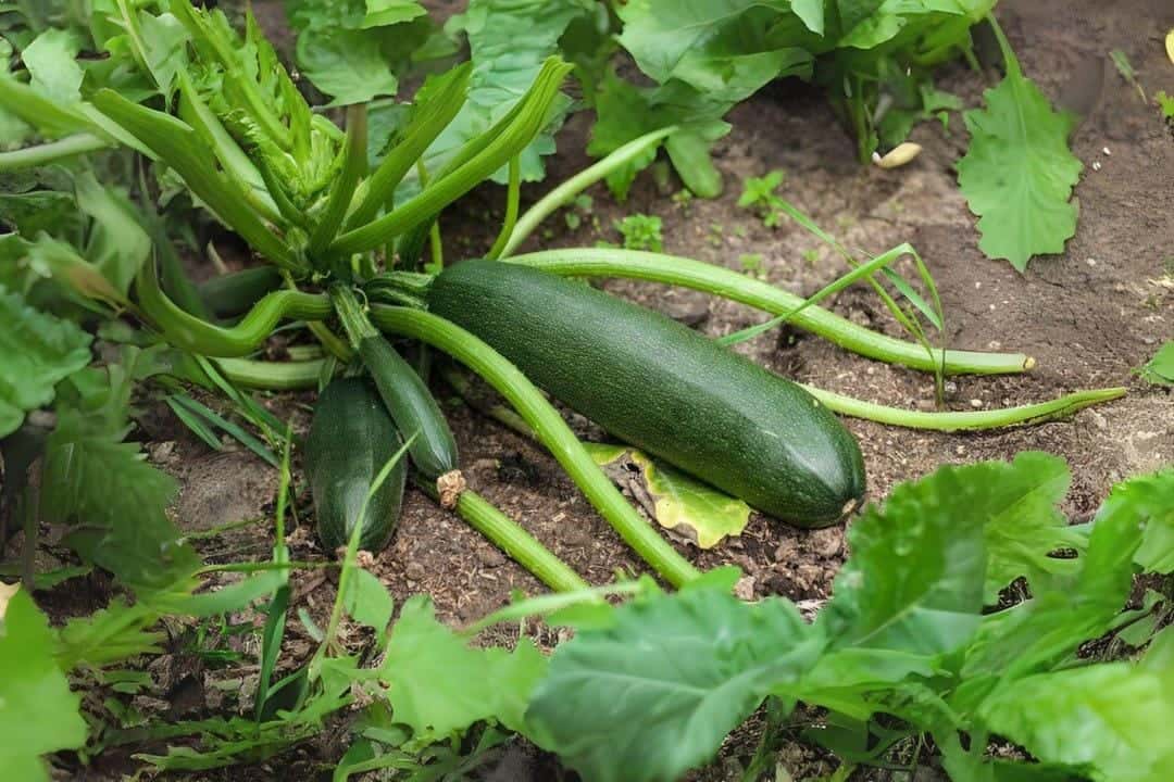 Zucchini dark green Seeds
