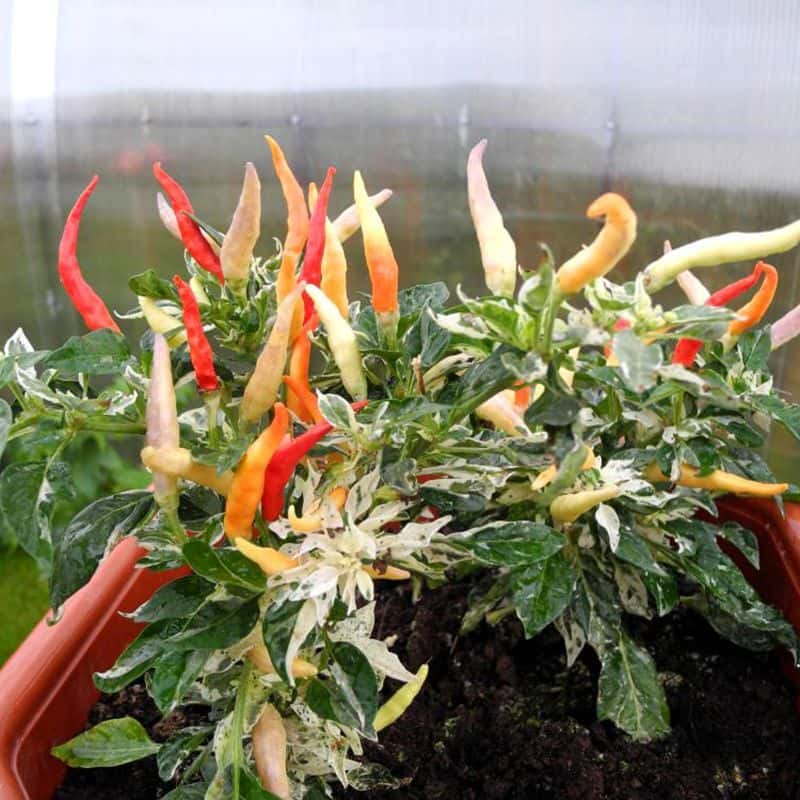 Hot pepper Ornamental shu Seeds