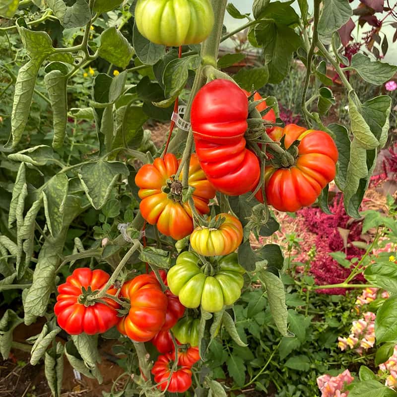Tomato Costoluto Genovese Seeds