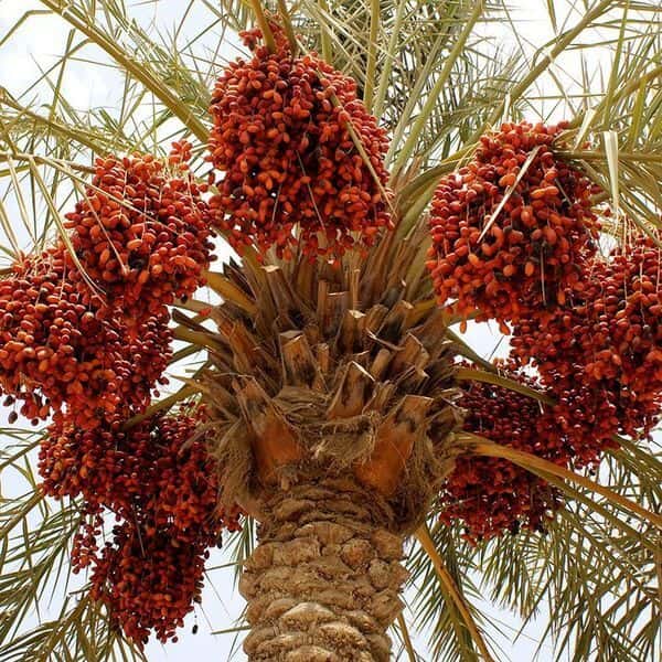 Deglet nour dates Seeds