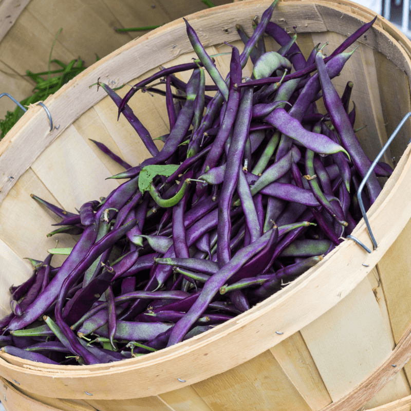 Purple Pod Beans, Fiery Violet Pods Seeds