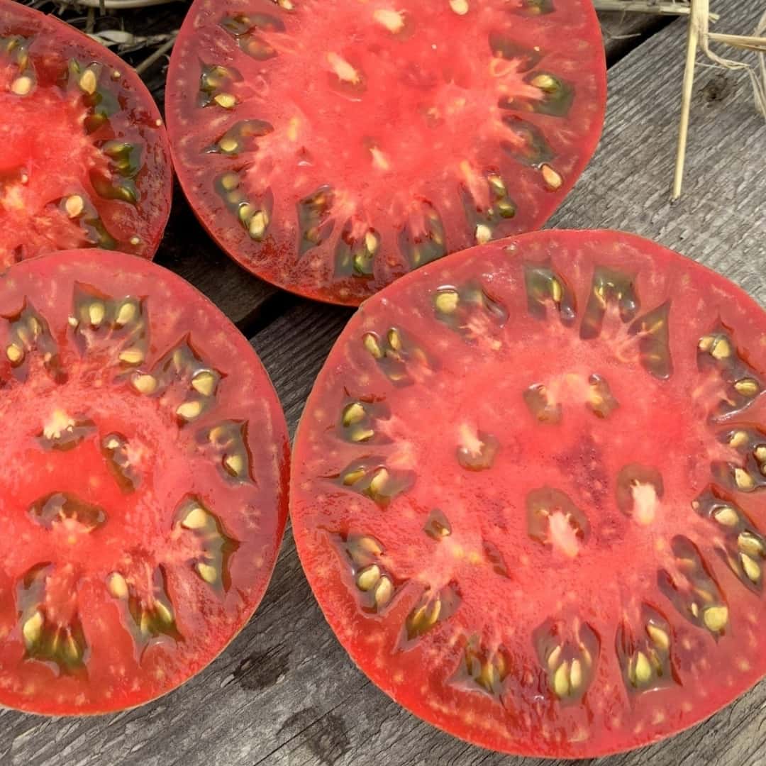 Tomato kozula 44 Seeds