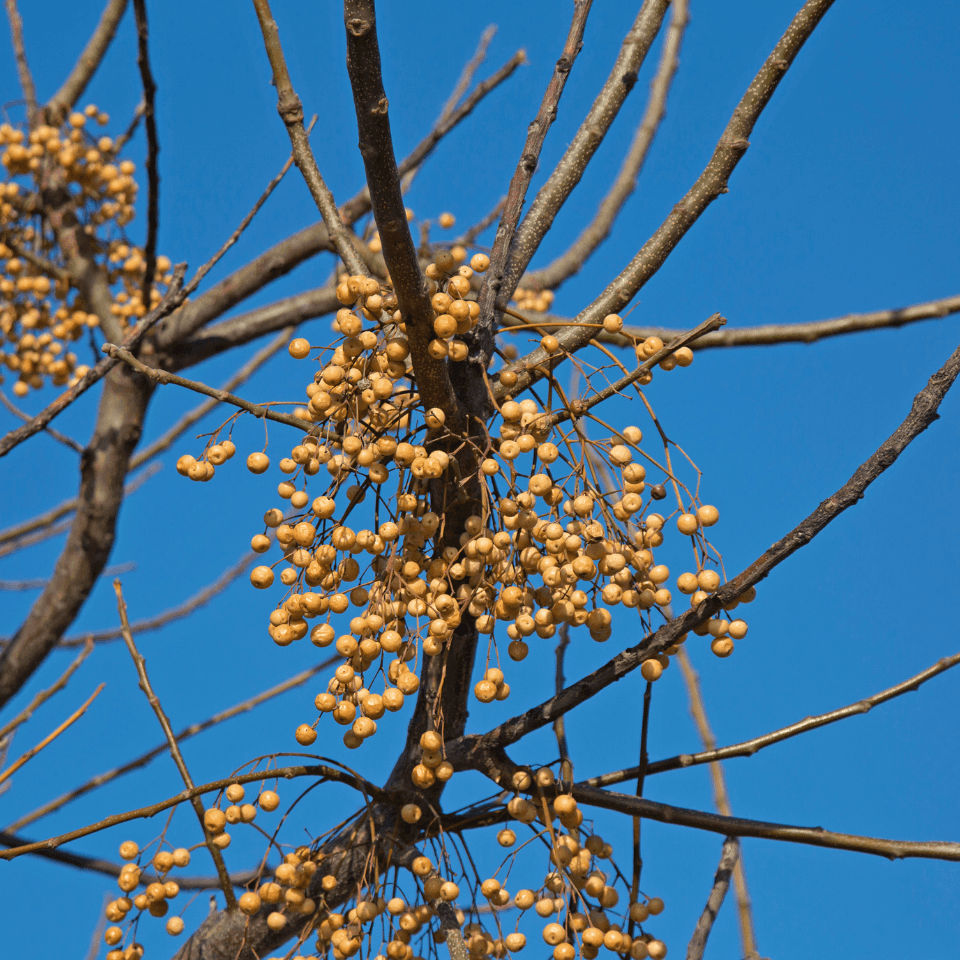 Melia Azedarach, Chinaberry tree Seeds