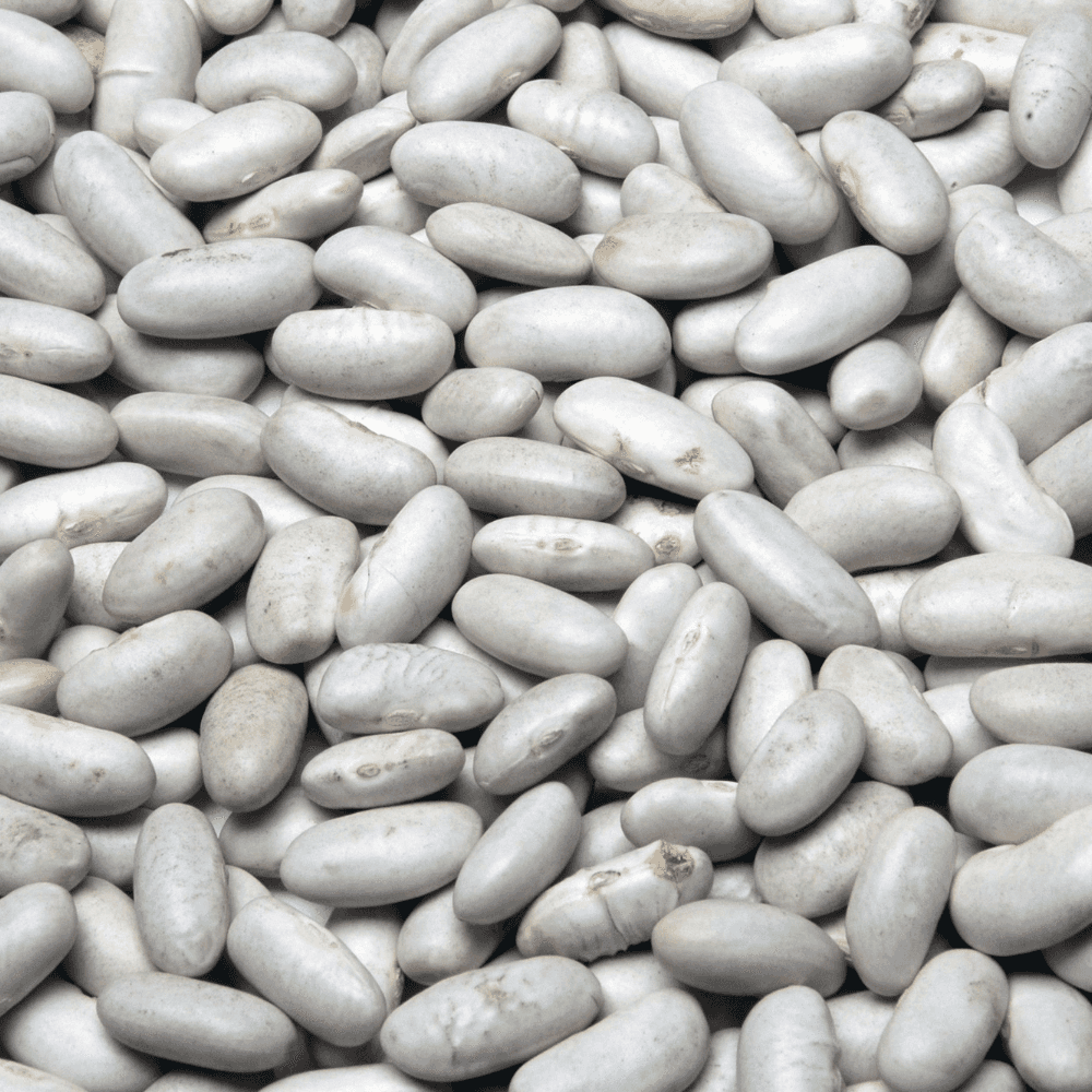 White beans rajma Seeds