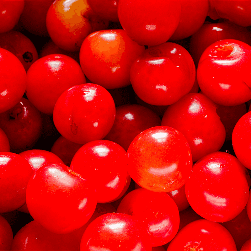 Himalayan sweet cherry Seeds