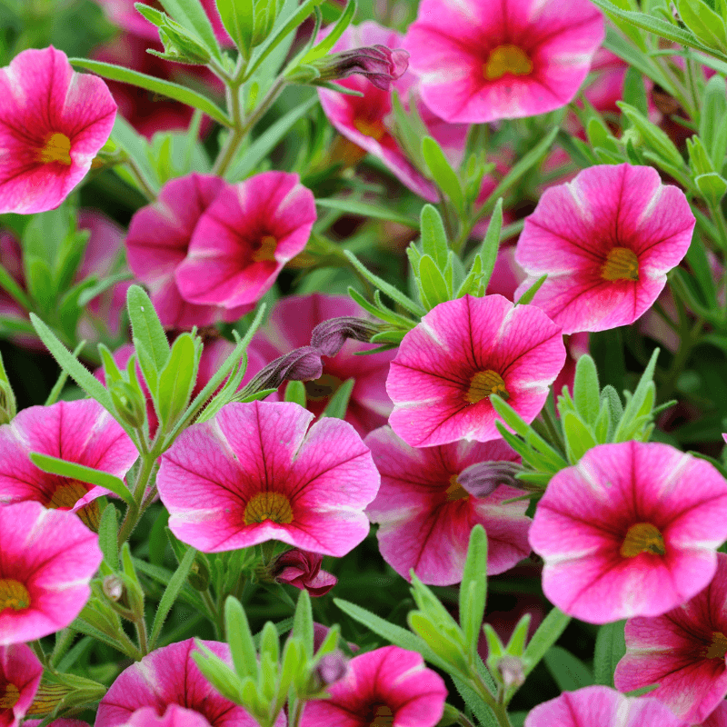 Petunia rose heavens Seeds