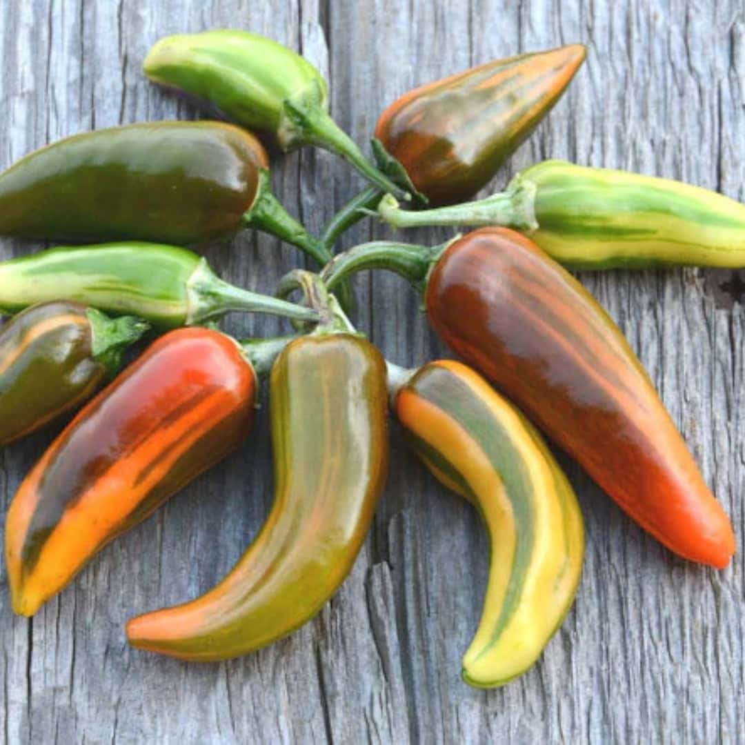 Hot pepper fish red Seeds