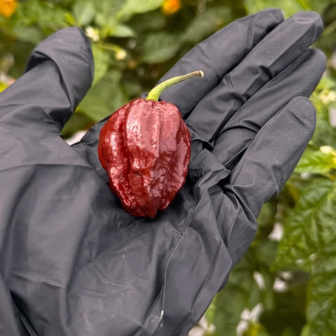 Hot pepper Trinidad Douglah Seeds