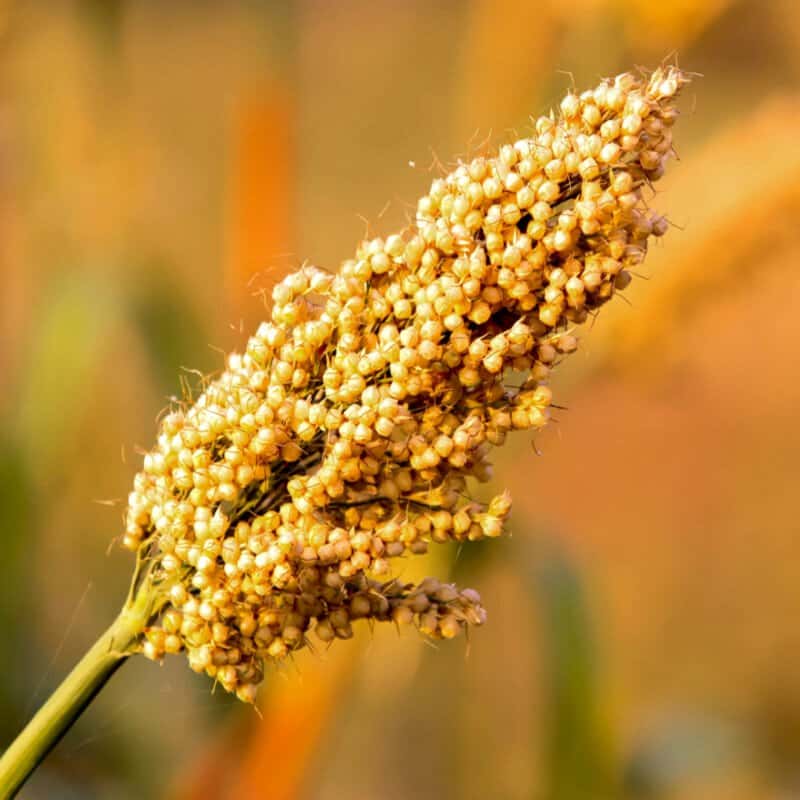 Jowar, new quinoa Seeds