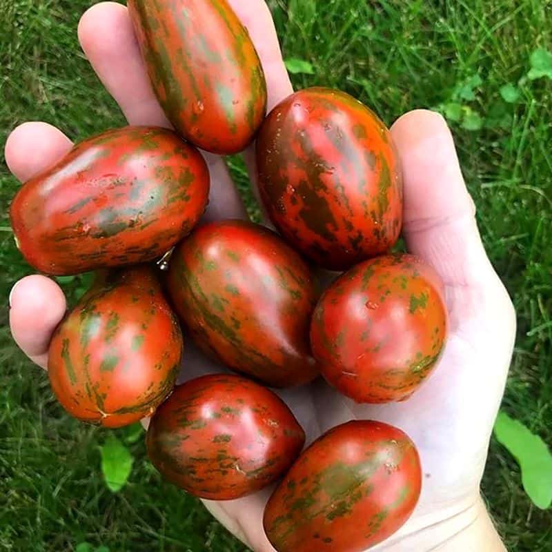 Tomato Dwarf Maritime Bells Seeds