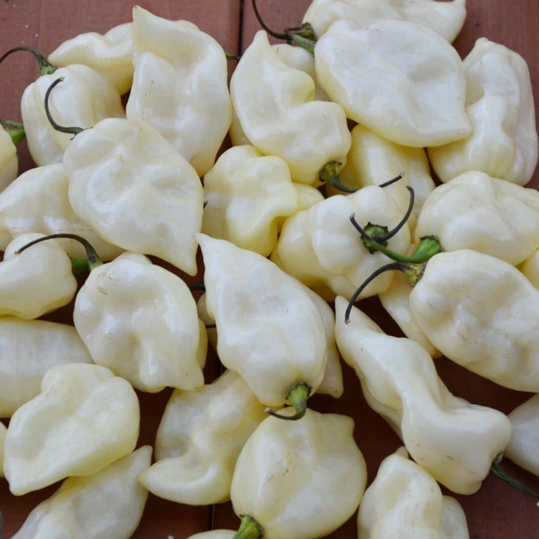 Hot pepper Fatalii white Seeds
