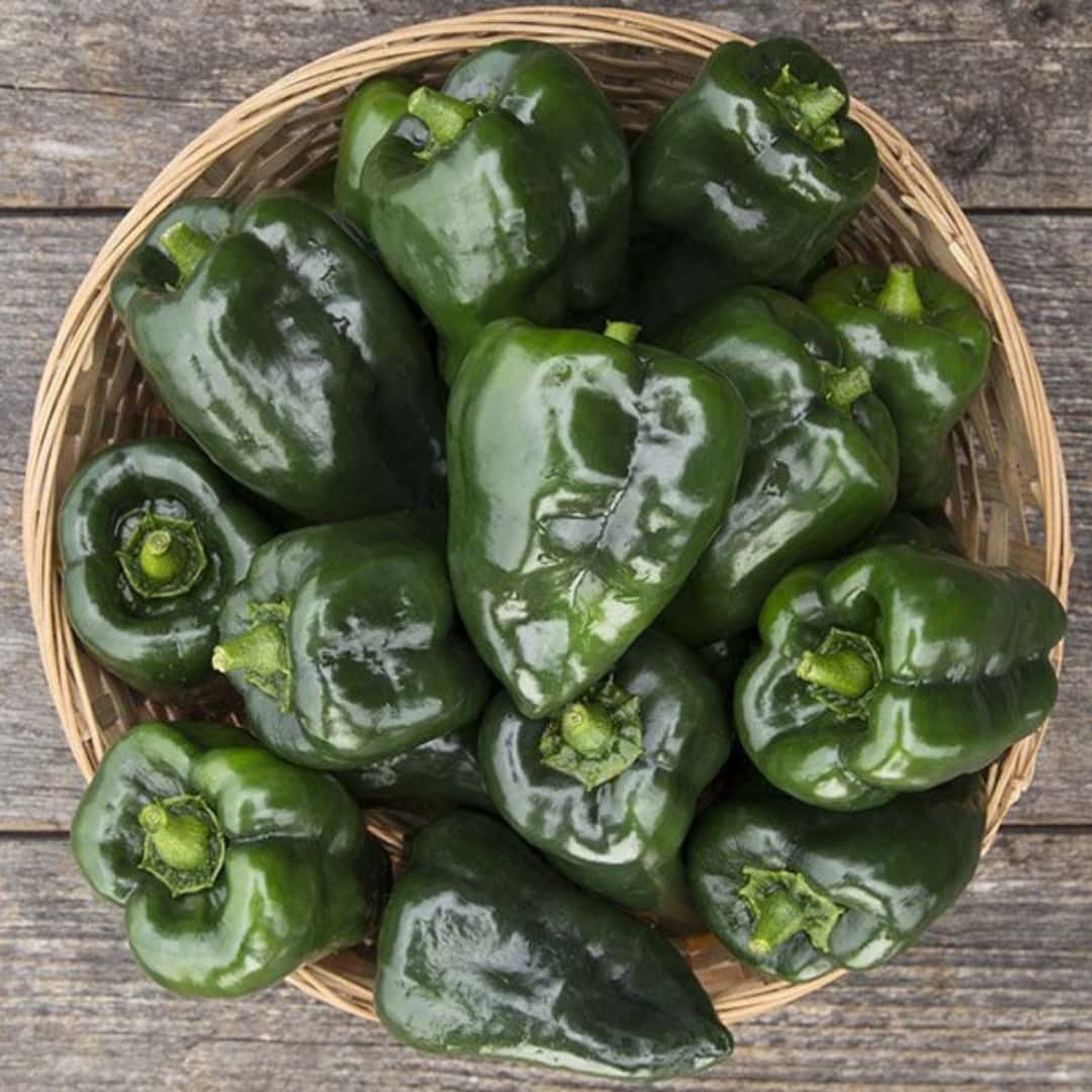 Hot pepper Poblano, Ancho Mulato Seeds