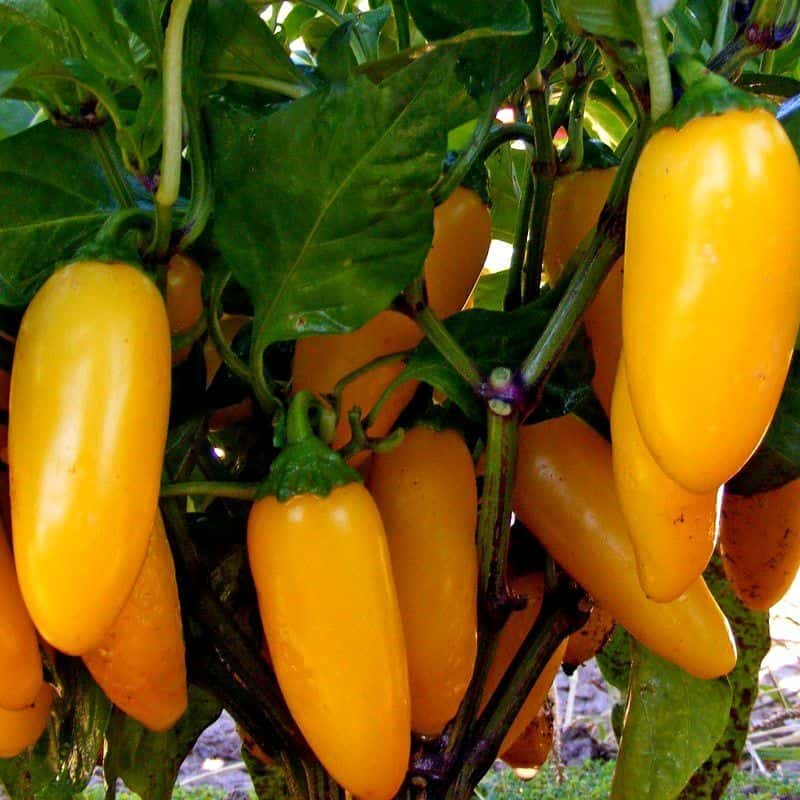 Hot pepper Jalapeno NuMex lemon Seeds