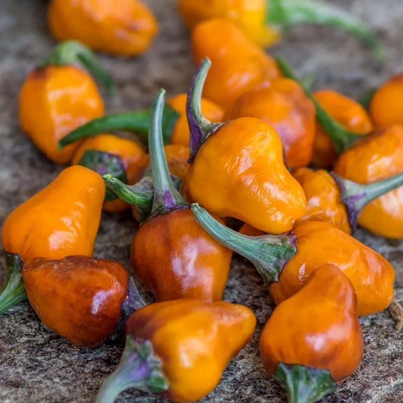 Hot pepper Golden nugget Seeds