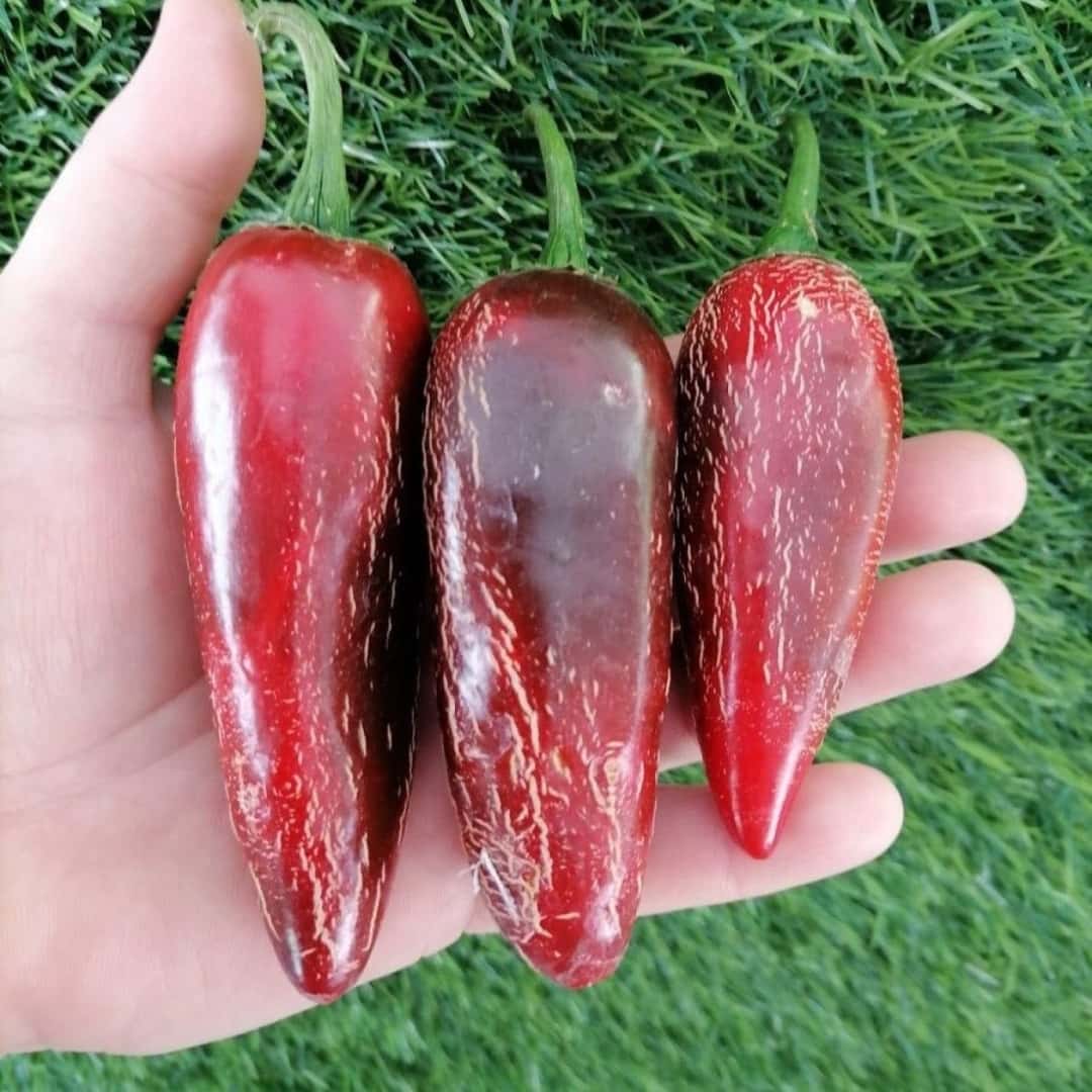 Hot pepper Jalapeno Telica Seeds