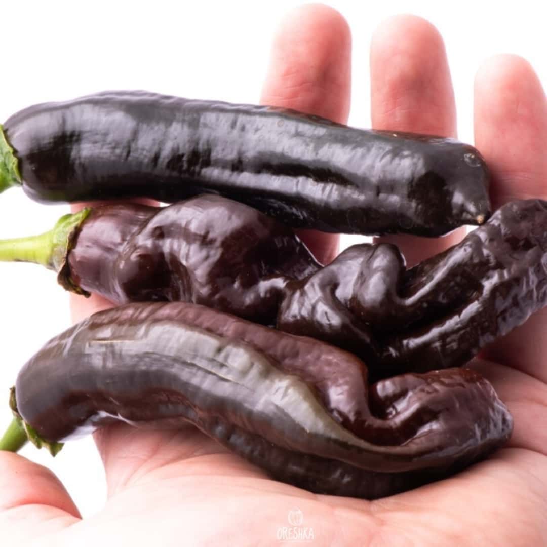 Hot pepper CGN 23209 Seeds
