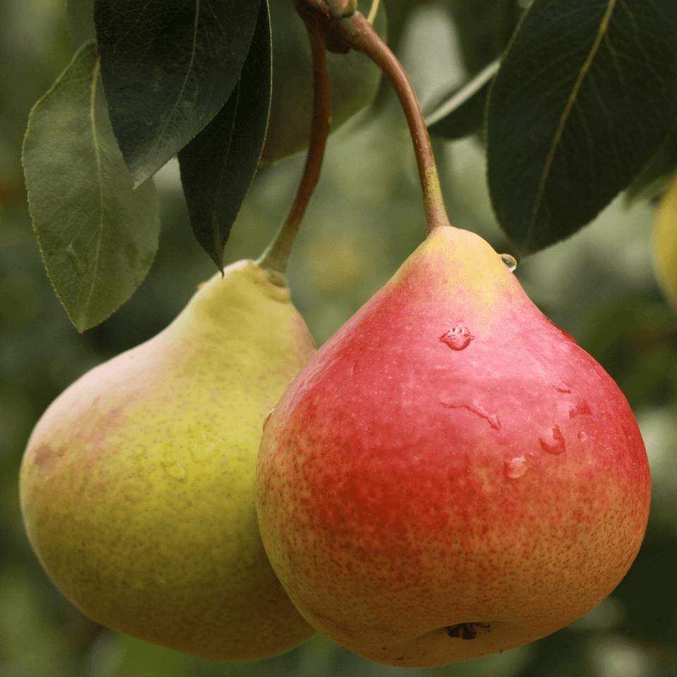 Himalayan pear Seeds