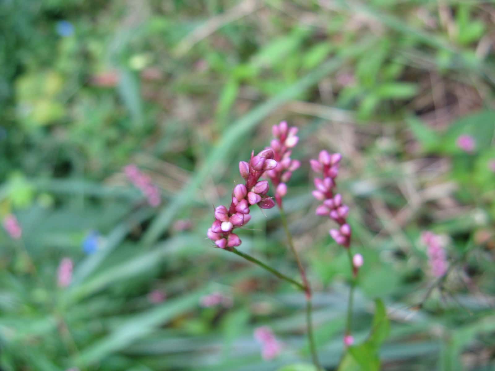 Persicaria longiseta Seeds