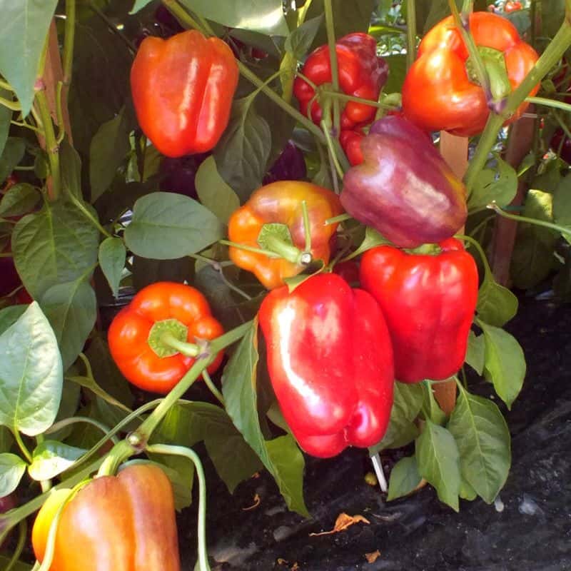 Sweet pepper Iko-Iko Seeds