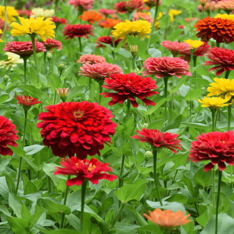 Zinnia Tall Mixed Color Seeds