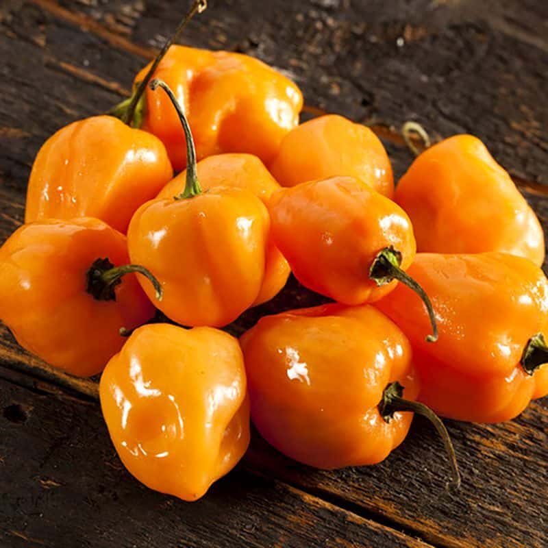 Hot pepper Habanero Orange Seeds