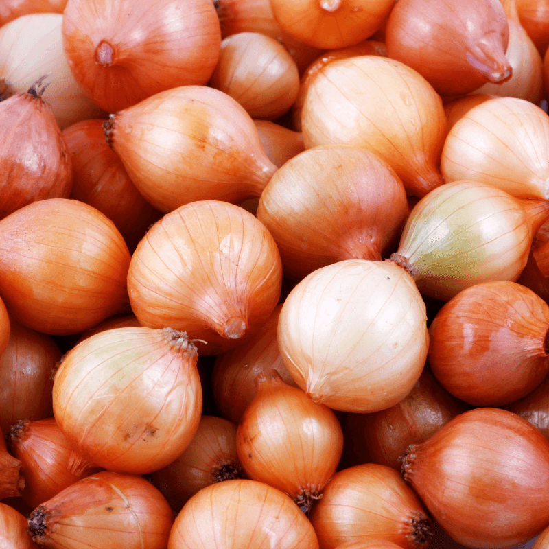 Onion & Allium Seeds seed collection