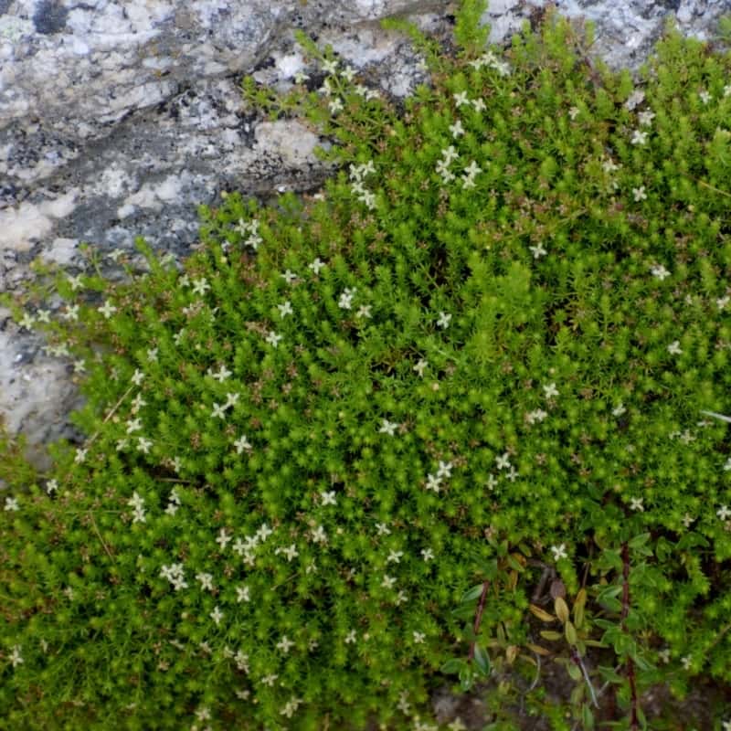 Galium acutum, galium himalense Seeds