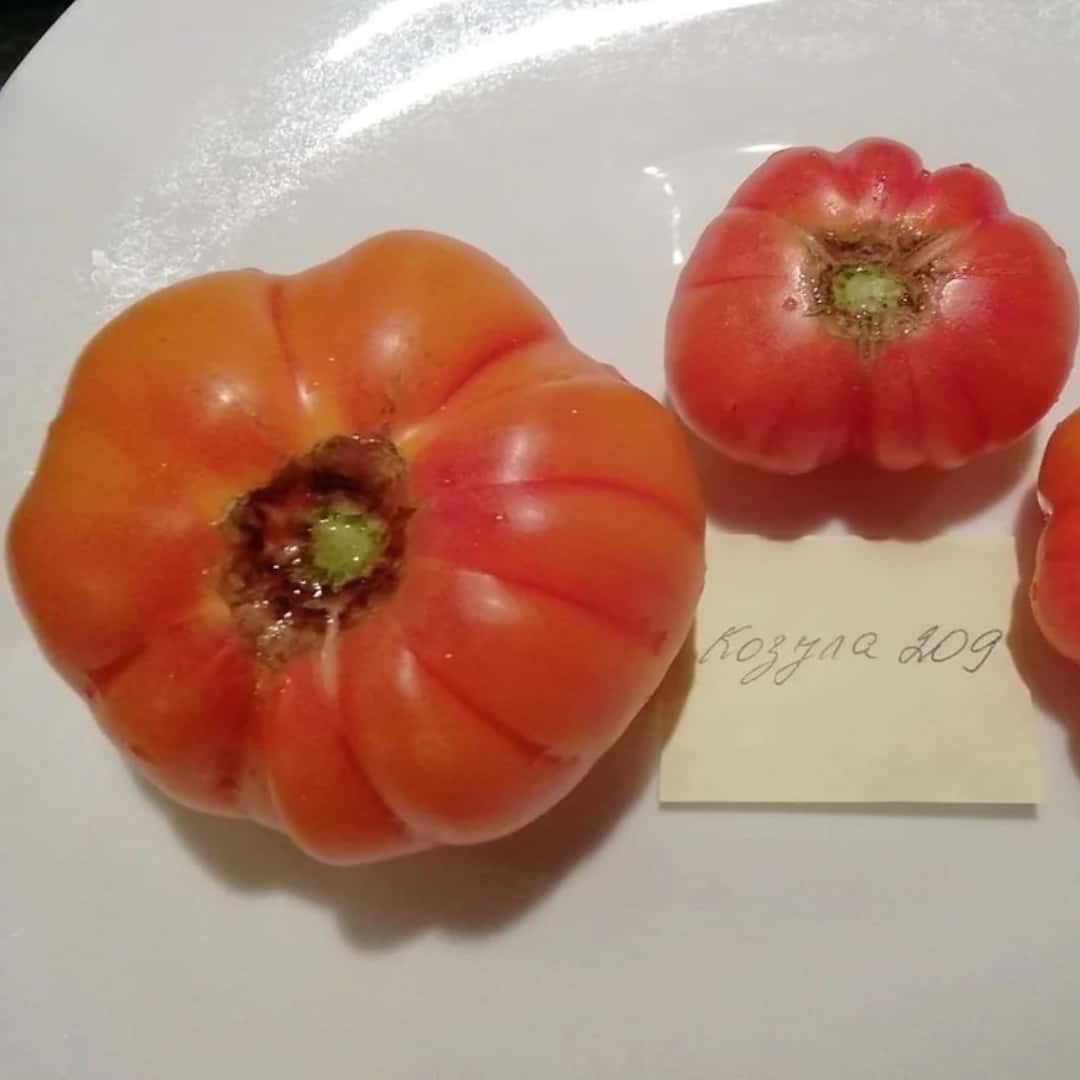 Tomato kozula 209 Seeds
