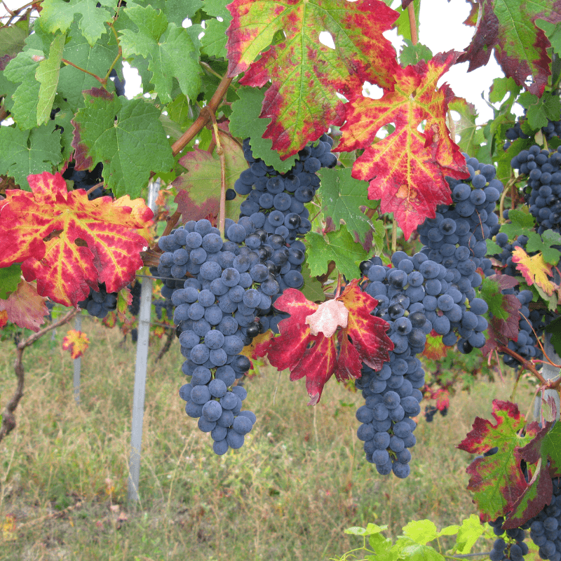 Grape mix Seeds