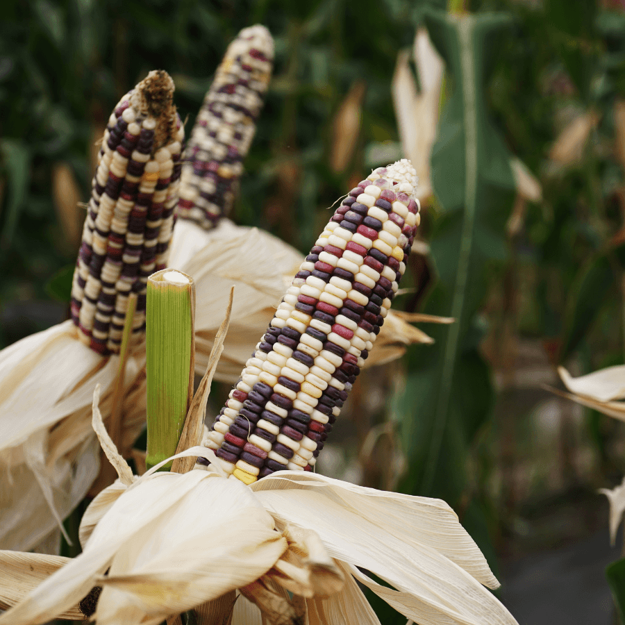 Waxy corn Phuak Muang Seeds
