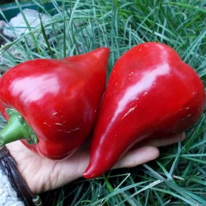 Sweet pepper Lesya Seeds