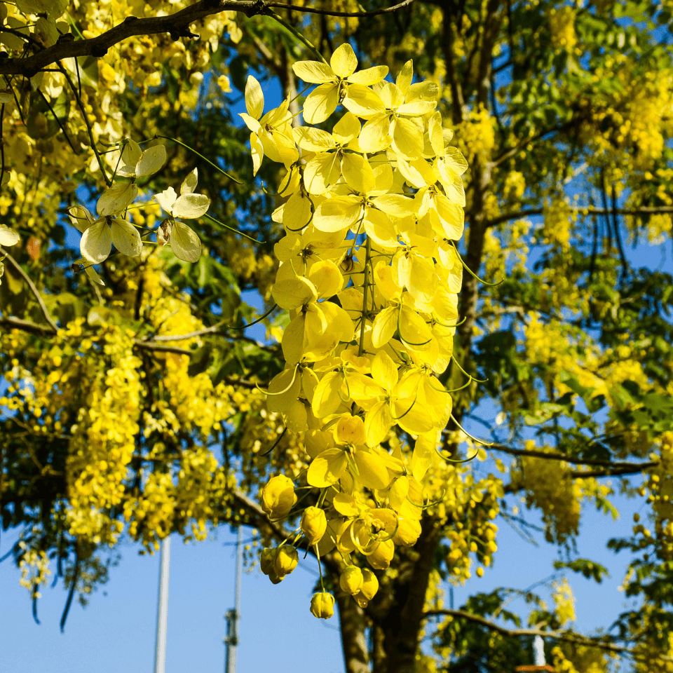 Cassia Fistula, Golden Shower Tree Seeds