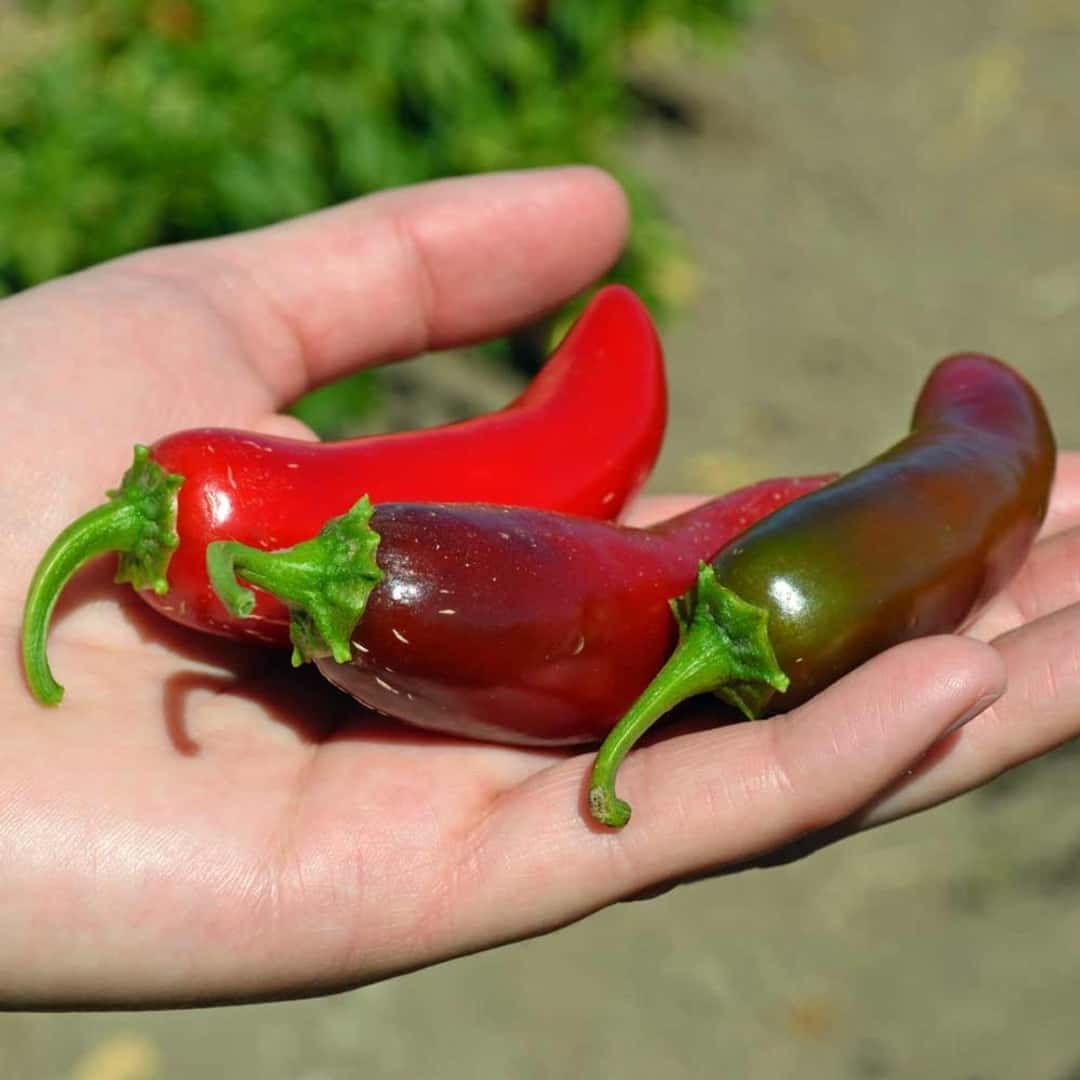 Hot pepper jalapeno Seeds