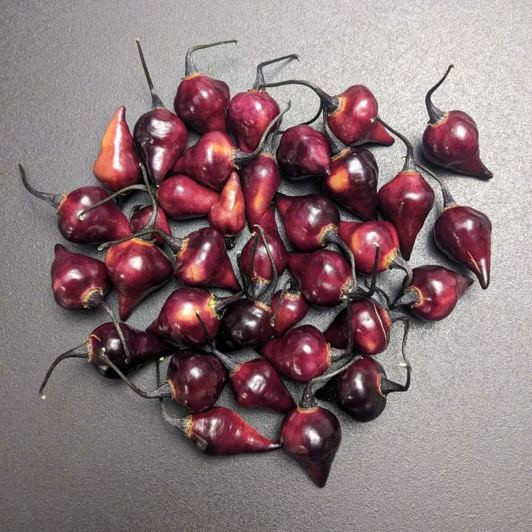 Hot pepper Biquinho Black Seeds