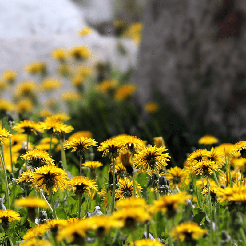 Dandelion Seeds