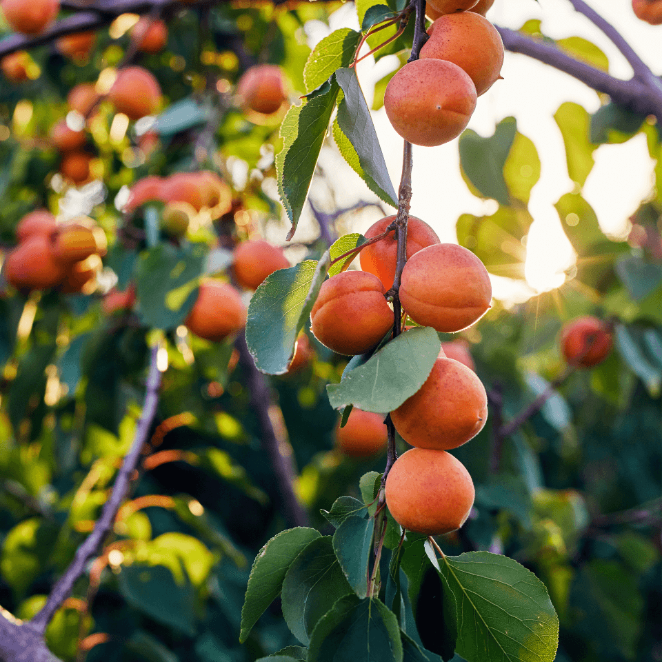 Himalayan apricot Seeds