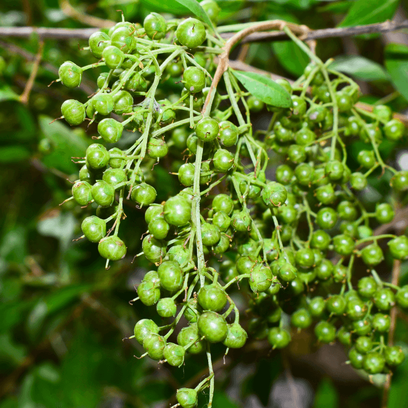 Lawsonia alba, Hina Seeds