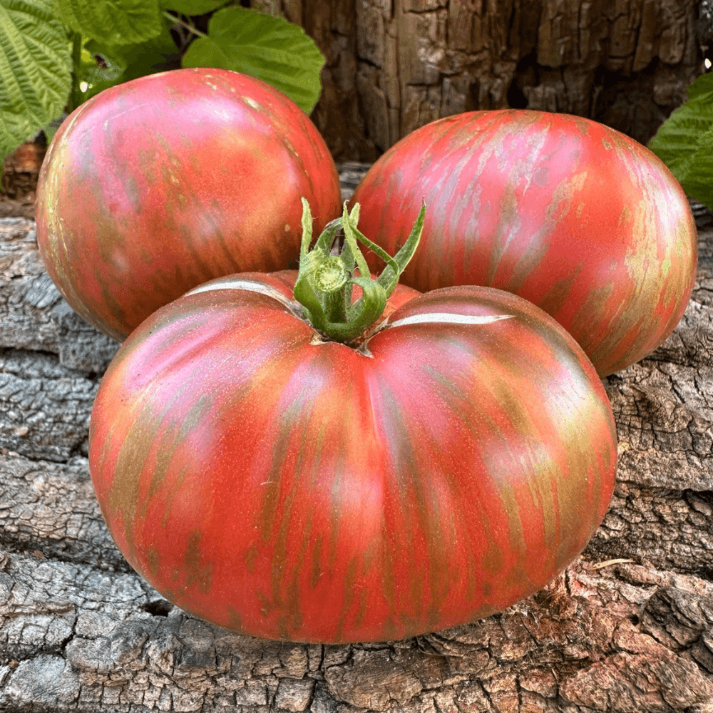 Tomato Join or die (Belle du College) Seeds