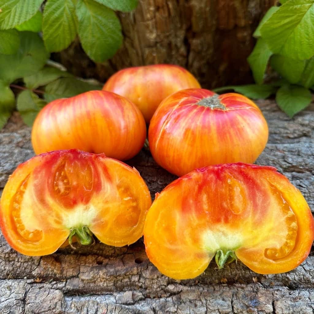 Tomato Kozula 60 yellow slicer Seeds