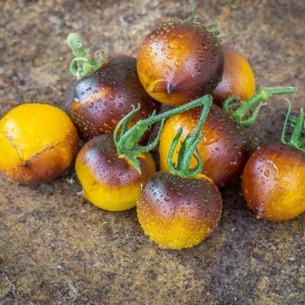 Tomato H-34 Rot Yellow Seeds