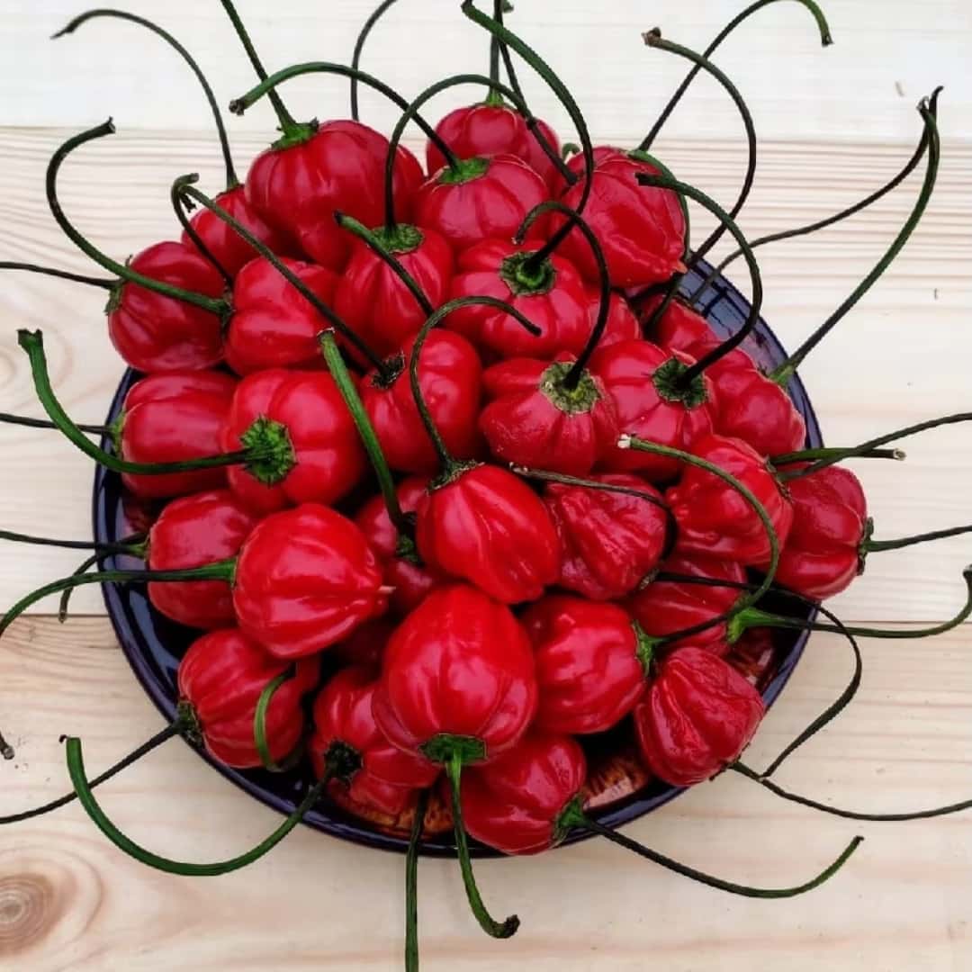 Hot pepper PI439410 Seeds