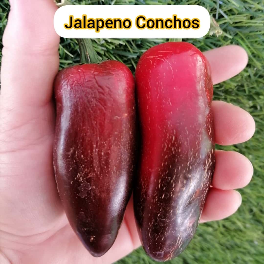 Hot pepper Jalapeno Conchos Seeds