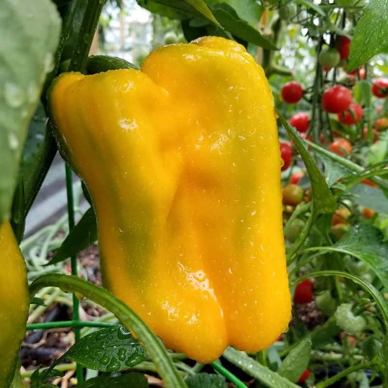 Sweet pepper Yellow Monster Seeds