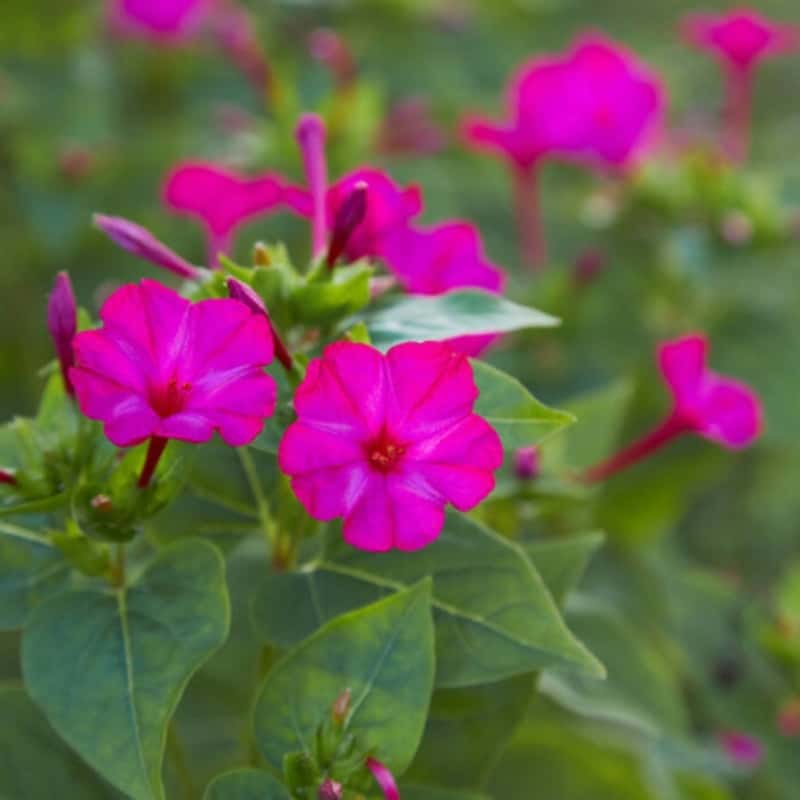 Night beauty, Mirabilis jalapa Seeds