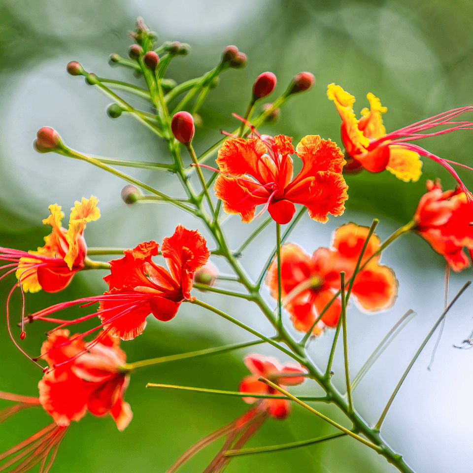 Peacock Flower Seeds (Caesalpinia pulcherrima)