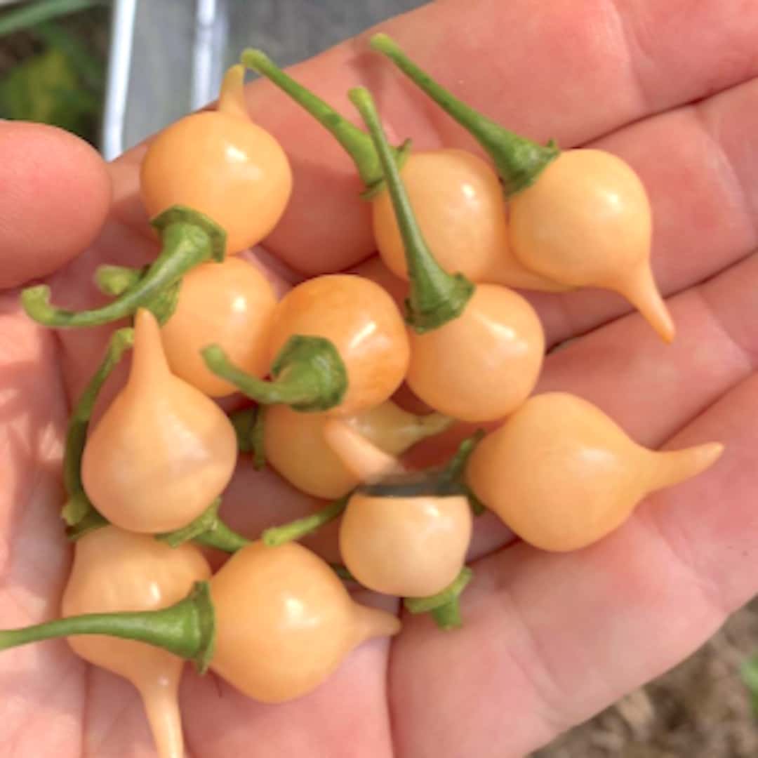 Hot pepper Biquinho Salmon Seeds
