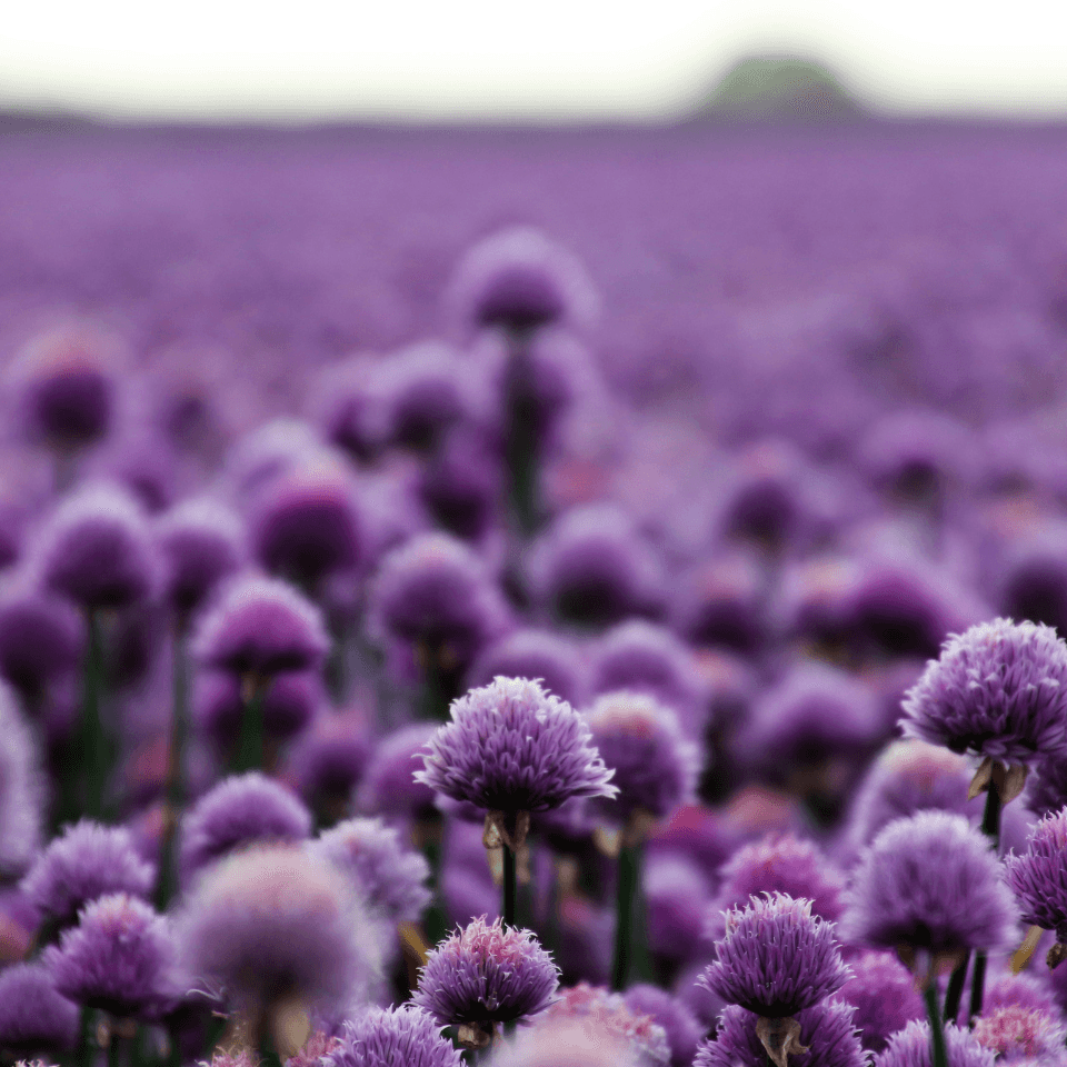 Scallion purple flower, Allium atropurpureum Seeds