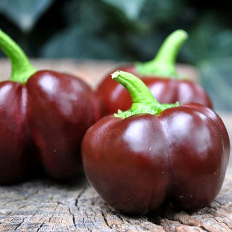 Hot pepper Chocolate Cherry Seeds