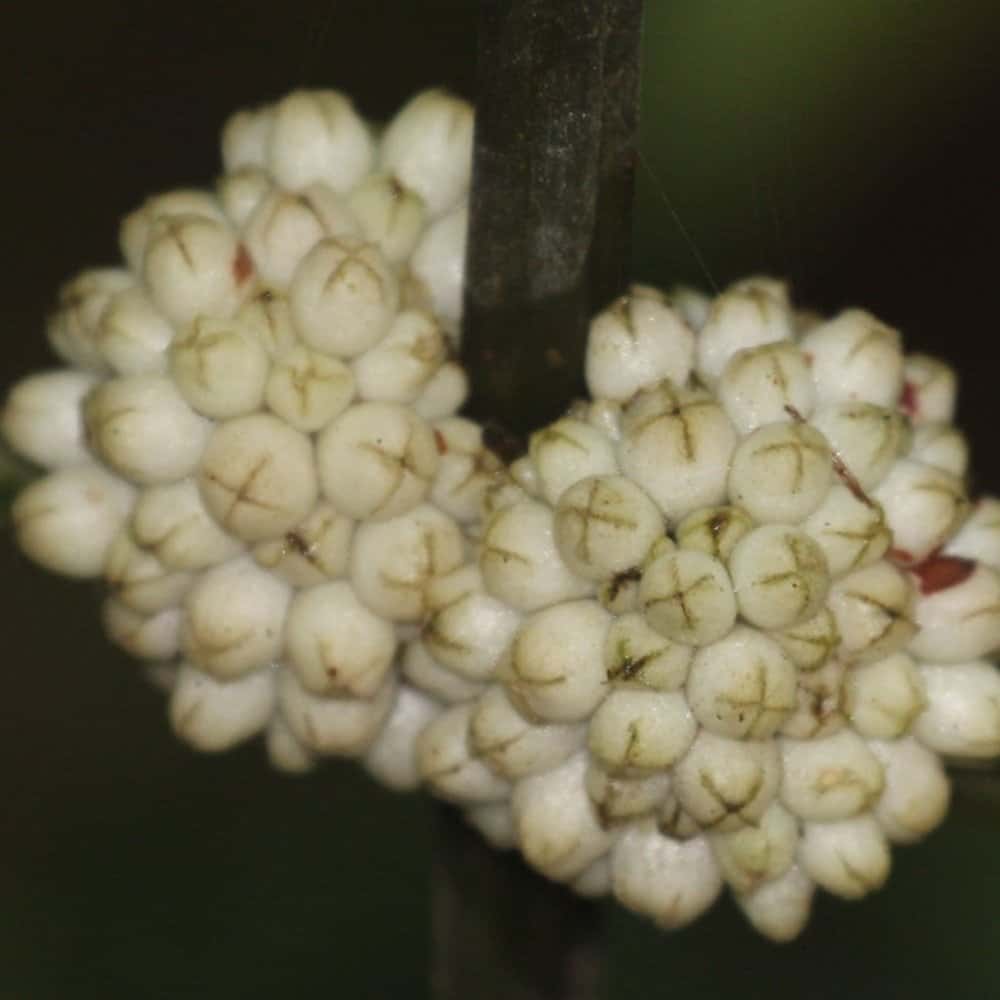 Oldenladia cristata, Dry adella Cristata Seeds