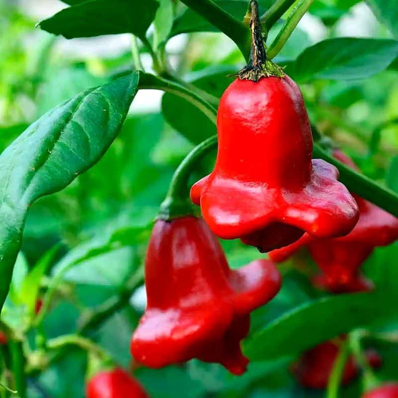 Hot pepper Spicy Bell (Bishop's crown) Seeds